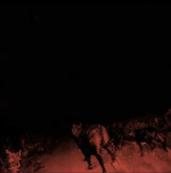 Bambara (2) - Shadow on Everything